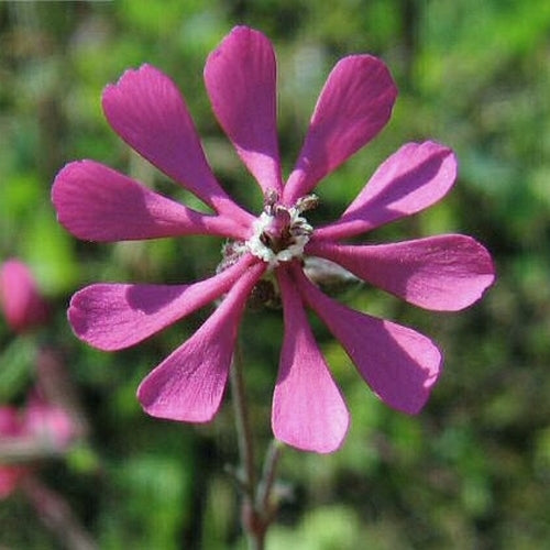 Silene colorata 'Pink Pirouette'