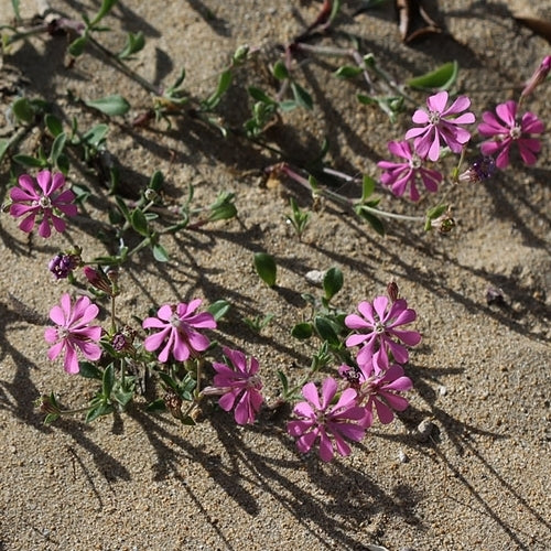 Silene colorata 'Pink Pirouette'