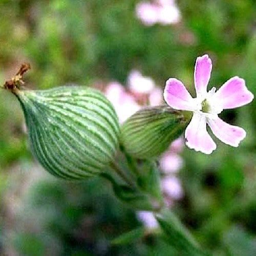 Silene conica 'Balletje Balletje'