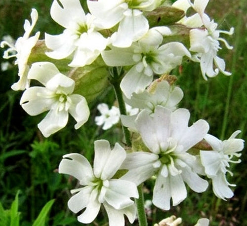 Silene pendula 'Snowdrop'