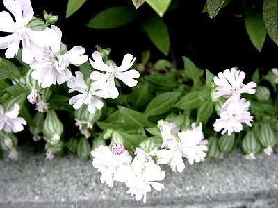 Silene pendula 'Snowdrop'