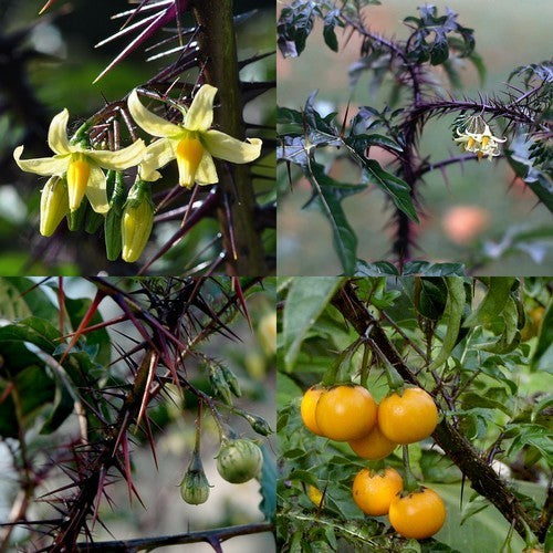 Solanum atropurpureum