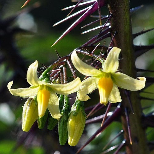 Solanum atropurpureum