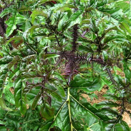 Solanum atropurpureum