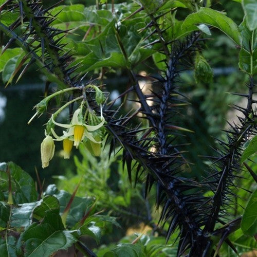 Solanum atropurpureum