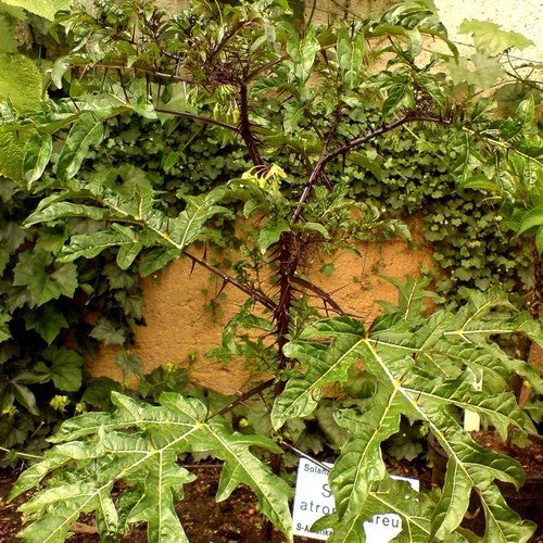 Solanum atropurpureum