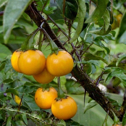 Solanum atropurpureum