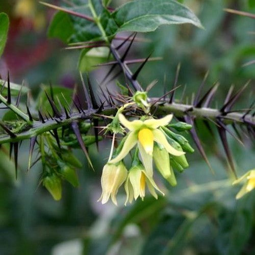 Solanum atropurpureum