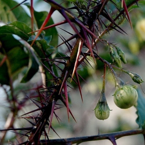 Solanum atropurpureum