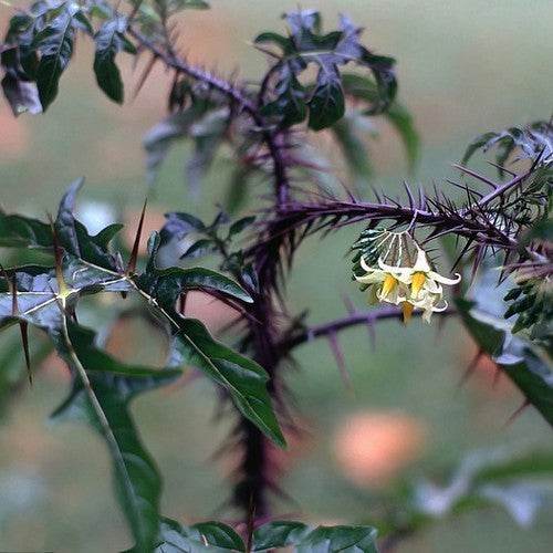 Solanum atropurpureum
