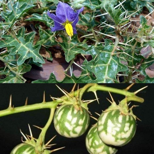 Solanum virginianum