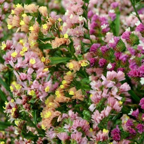 Statice sinuata 'Art Shades Mixed' / 'Pastel Mixed'