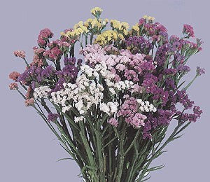 Statice sinuata 'Art Shades Mixed' / 'Pastel Mixed'