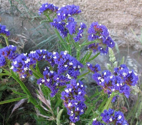 Statice sinuata 'Midnight Blue' / 'Blue River'