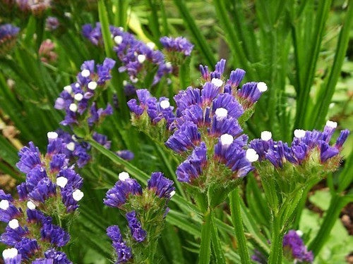 Statice sinuata 'Midnight Blue' / 'Blue River'