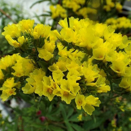 Statice sinuata 'Gold Coast' / (Deep Yellow)
