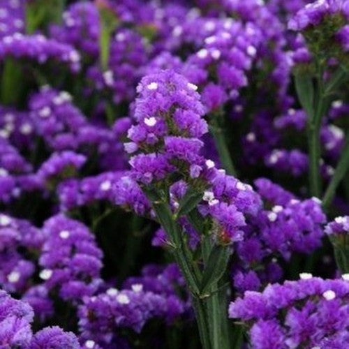 Statice sinuata 'Purple Attraction'