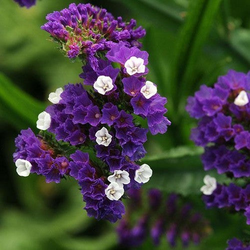 Statice sinuata 'Purple Attraction'