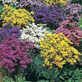 Statice sinuata 'Pacific Mixed'