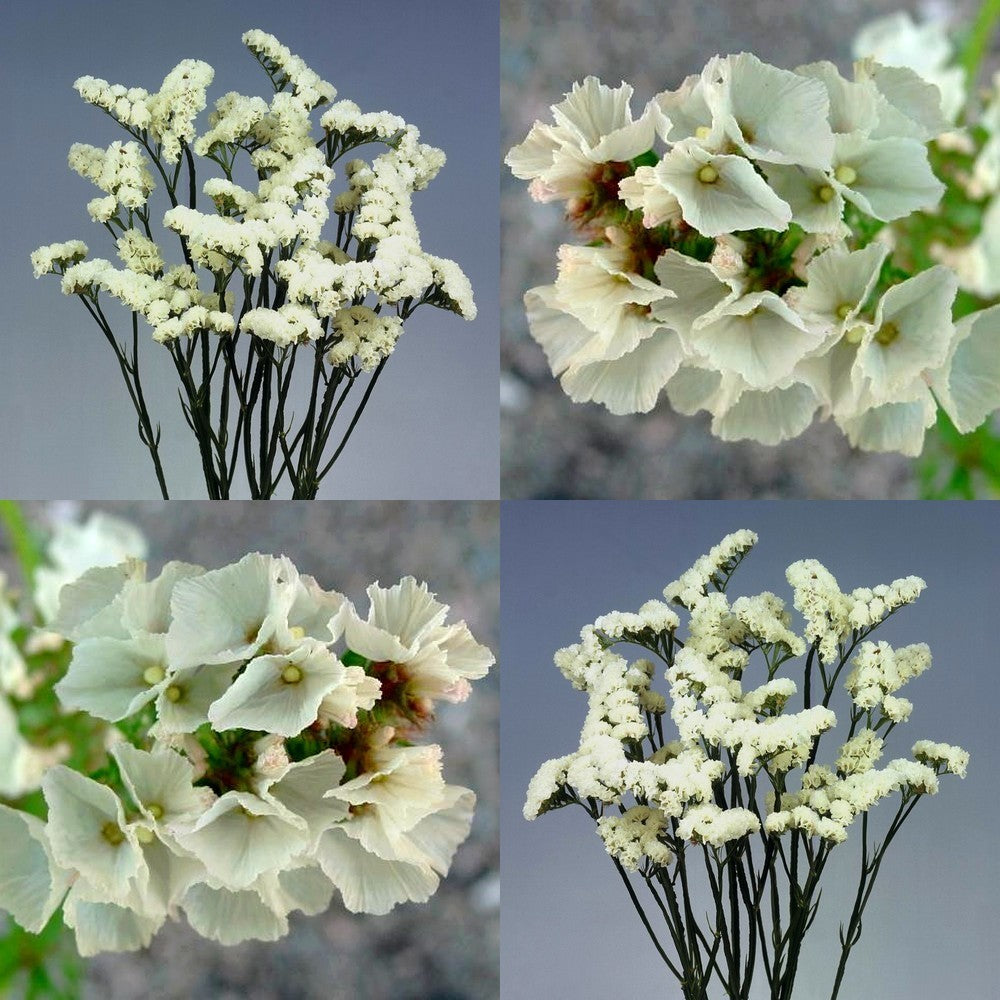Statice sinuata 'Iceberg'