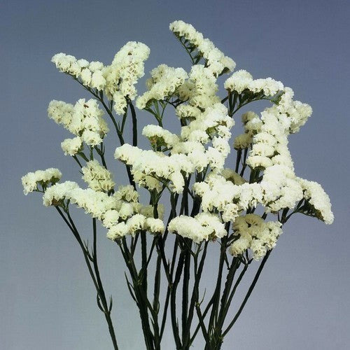 Statice sinuata 'Iceberg'