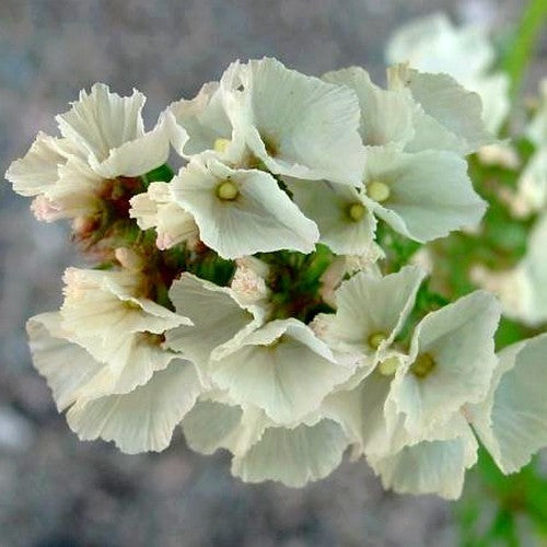 Statice sinuata 'Iceberg'