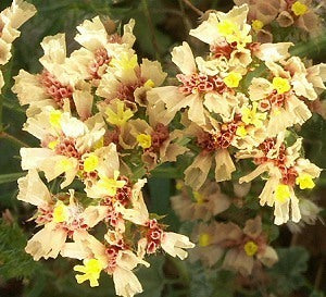 Statice sinuata 'Apricot Beauty'