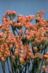 Statice sinuata 'Apricot Beauty'