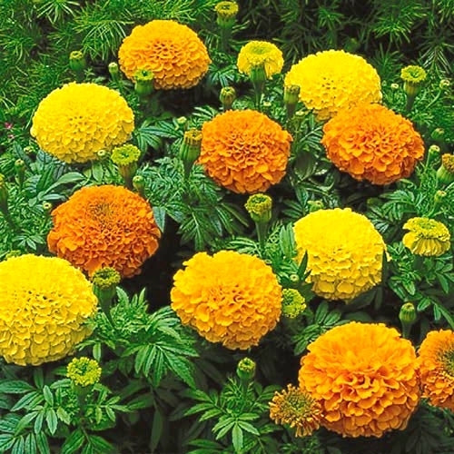 Tagetes erecta 'Ballmengsel'