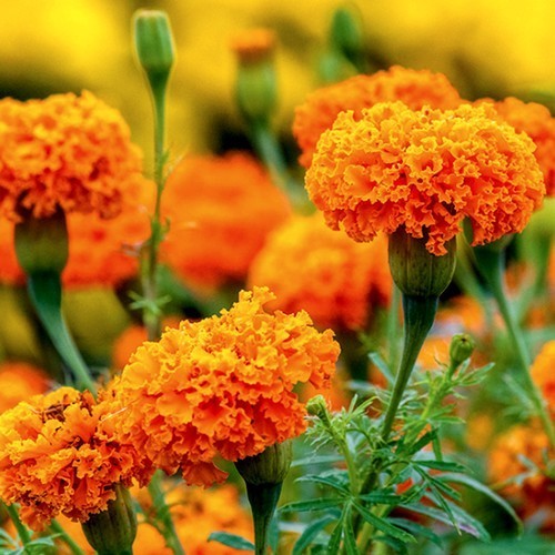 Tagetes erecta 'Hot Stuff'