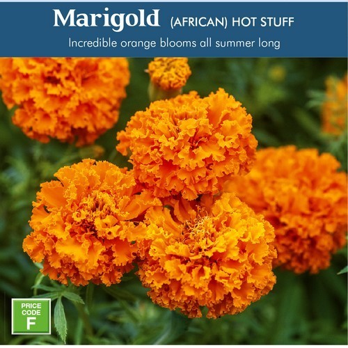 Tagetes erecta 'Hot Stuff'