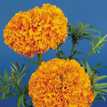 Tagetes erecta 'Orangeball' / 'Hawaii'
