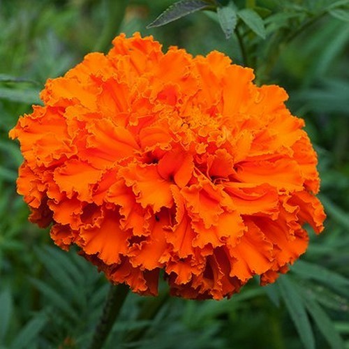 Tagetes erecta 'Kees Orange'