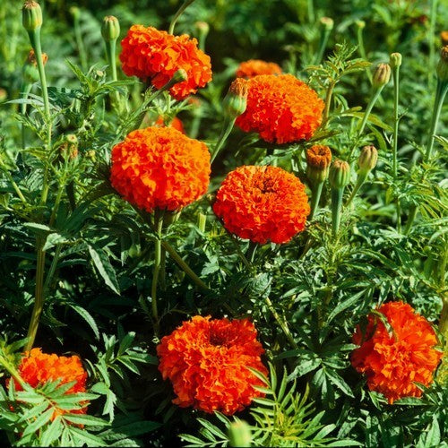 Tagetes erecta 'Kees Orange'