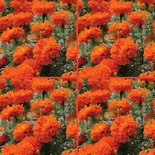 Tagetes erecta 'Kees Orange'