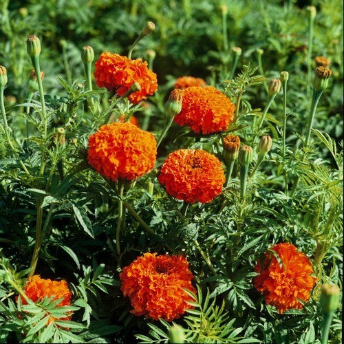 Tagetes erecta 'Kees Orange'