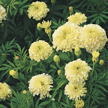 Tagetes erecta 'Eskimo' / 'Arctic'