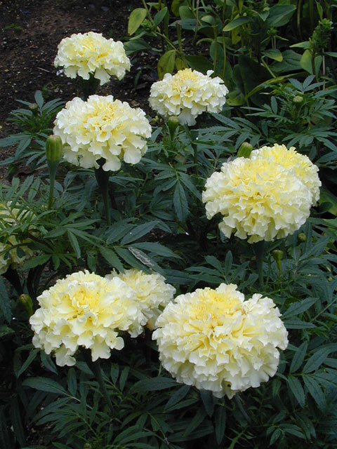 Tagetes erecta nana 'Snowdrift' / 'Snowstorm'