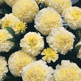 Tagetes erecta nana 'Snowdrift' / 'Snowstorm'