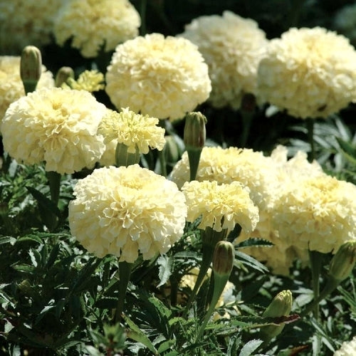 Tagetes erecta nana 'Vanilla' F1