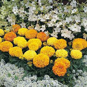 Tagetes erecta nana 'Sahara Mixed'