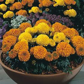 Tagetes erecta nana 'Sahara Mixed'