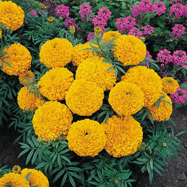 Tagetes erecta nana 'Golden Age'