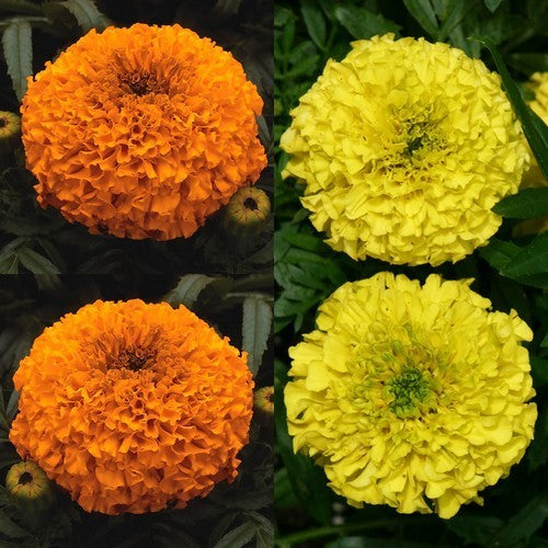 Tagetes erecta nana 'African Oranges and Lemons' F1