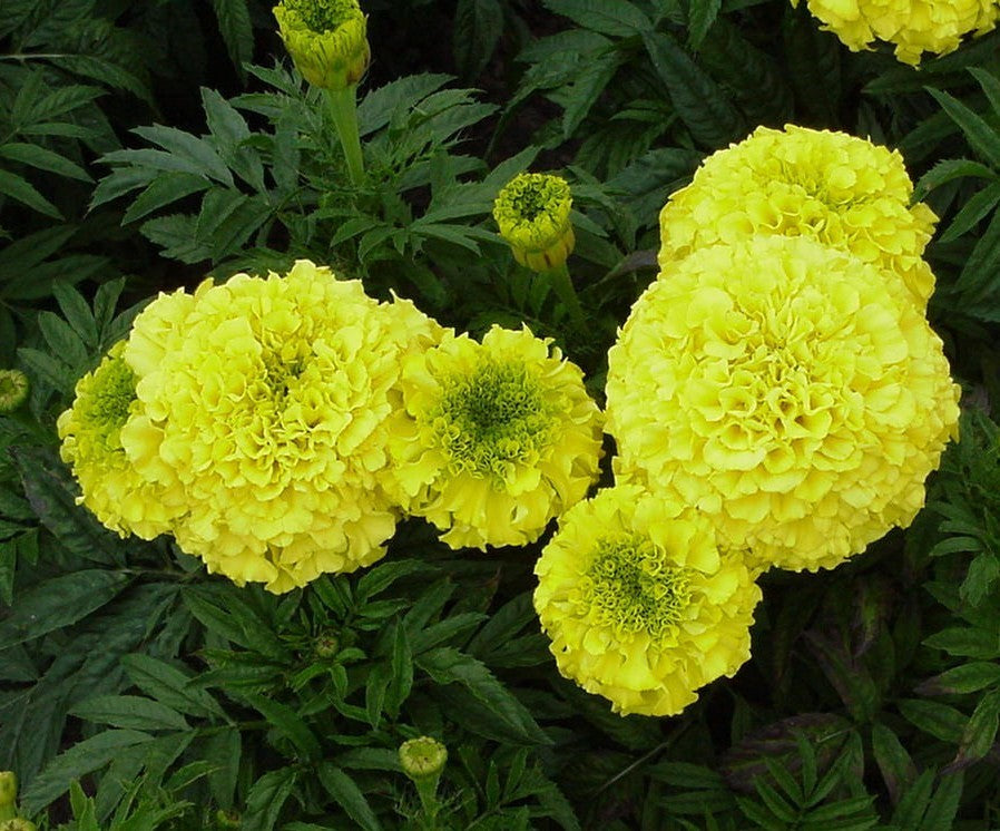 Tagetes erecta nana 'Indiana Yellow' F1