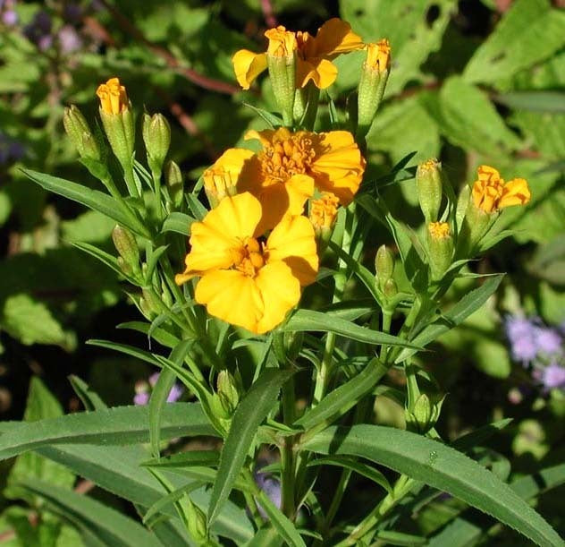 Mexican marigold