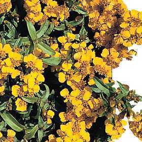 Mexican marigold