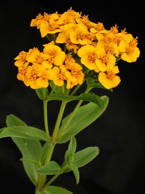 Mexican marigold