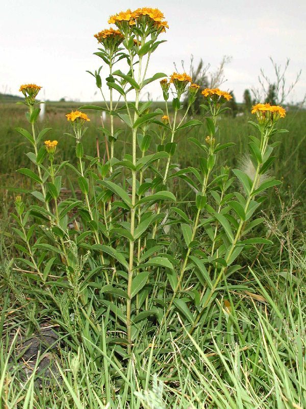Mexican marigold