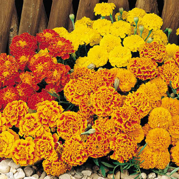 Tagetes patula 'Boy O Boy Mixed' / 'Bonita'